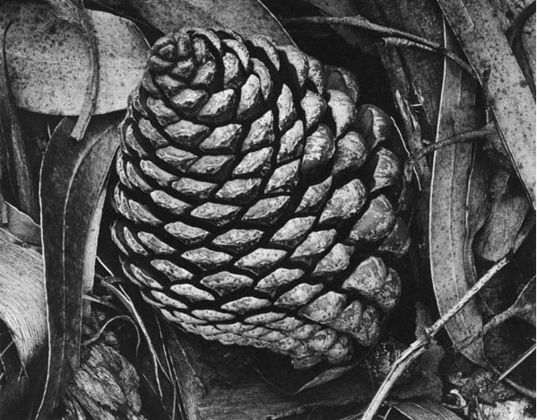 ansel adams. This image by Ansel Adams was